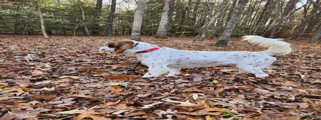Elmo. Llewellin Setter