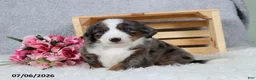 Mini Bernedoodle dogs for sale: Kenji - Ad 9