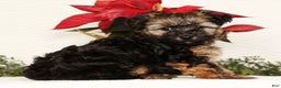 Yorkiepoo dogs for sale: Bailey  3lbs - Ad 2