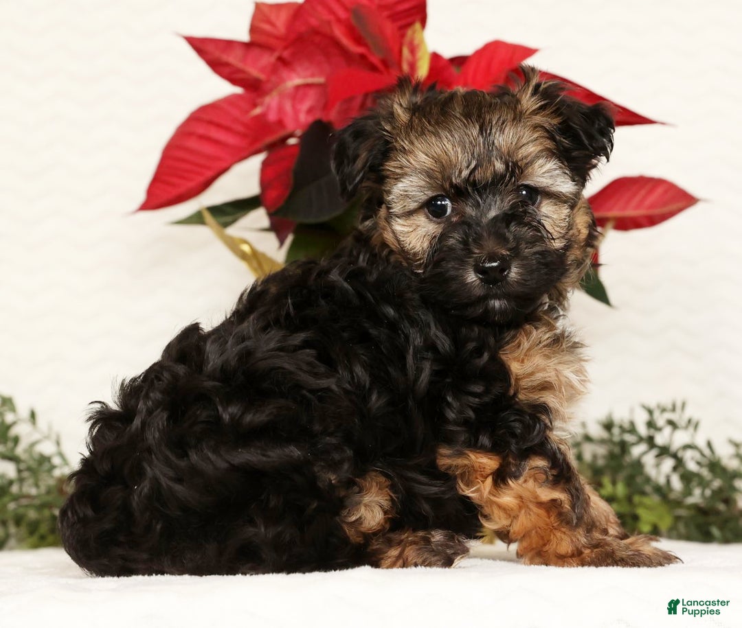 Yorkiepoo dogs for sale: Bailey  3lbs - Ad 2