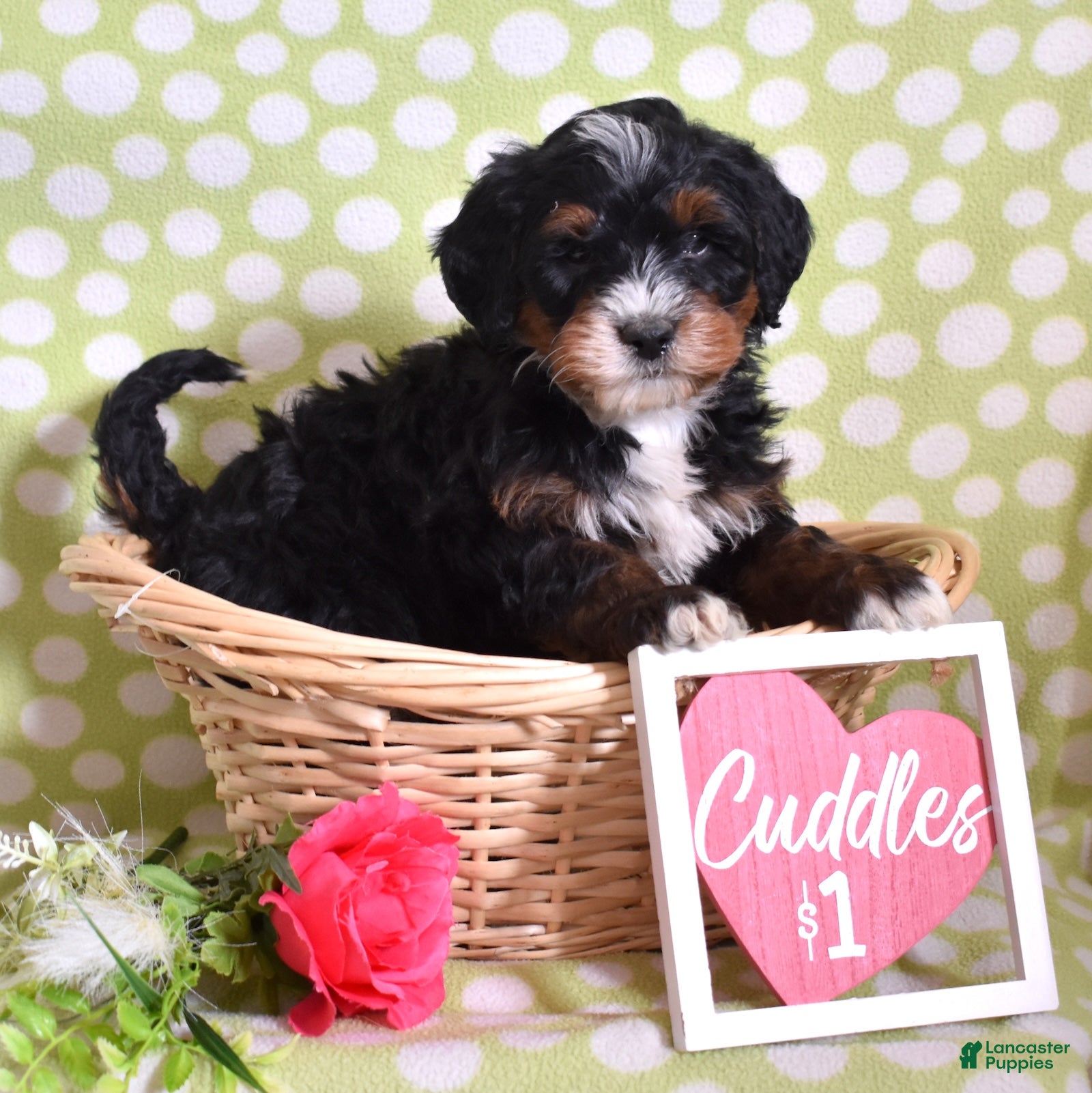 Bernedoodle dogs Goliath  - Ad 2