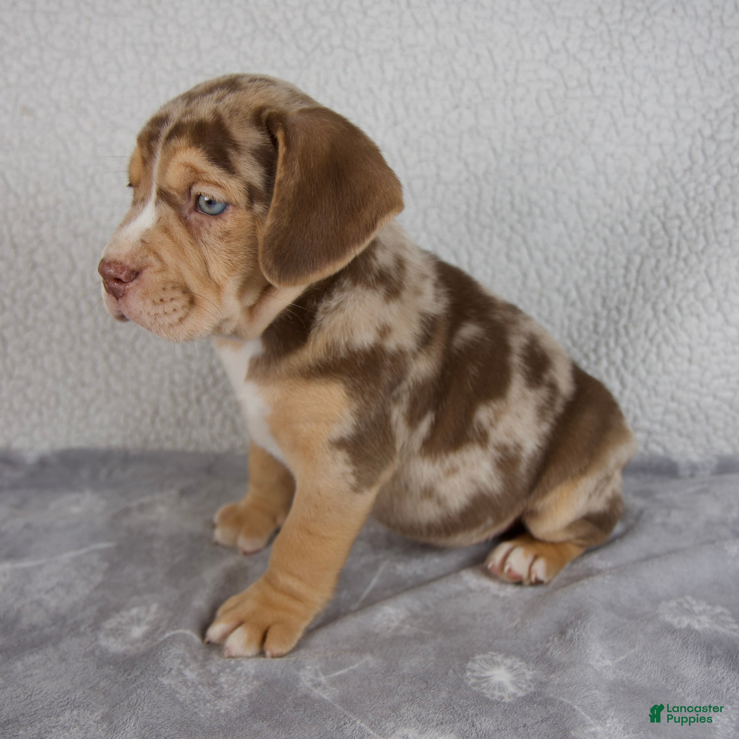 Beabull dogs Archie - Ad 2