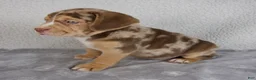 Beabull dogs for sale: Archie - Ad 2
