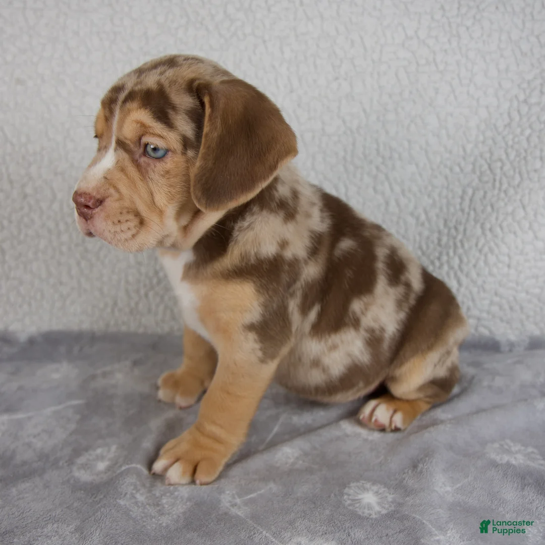 Beabull dogs for sale: Archie - Ad 2