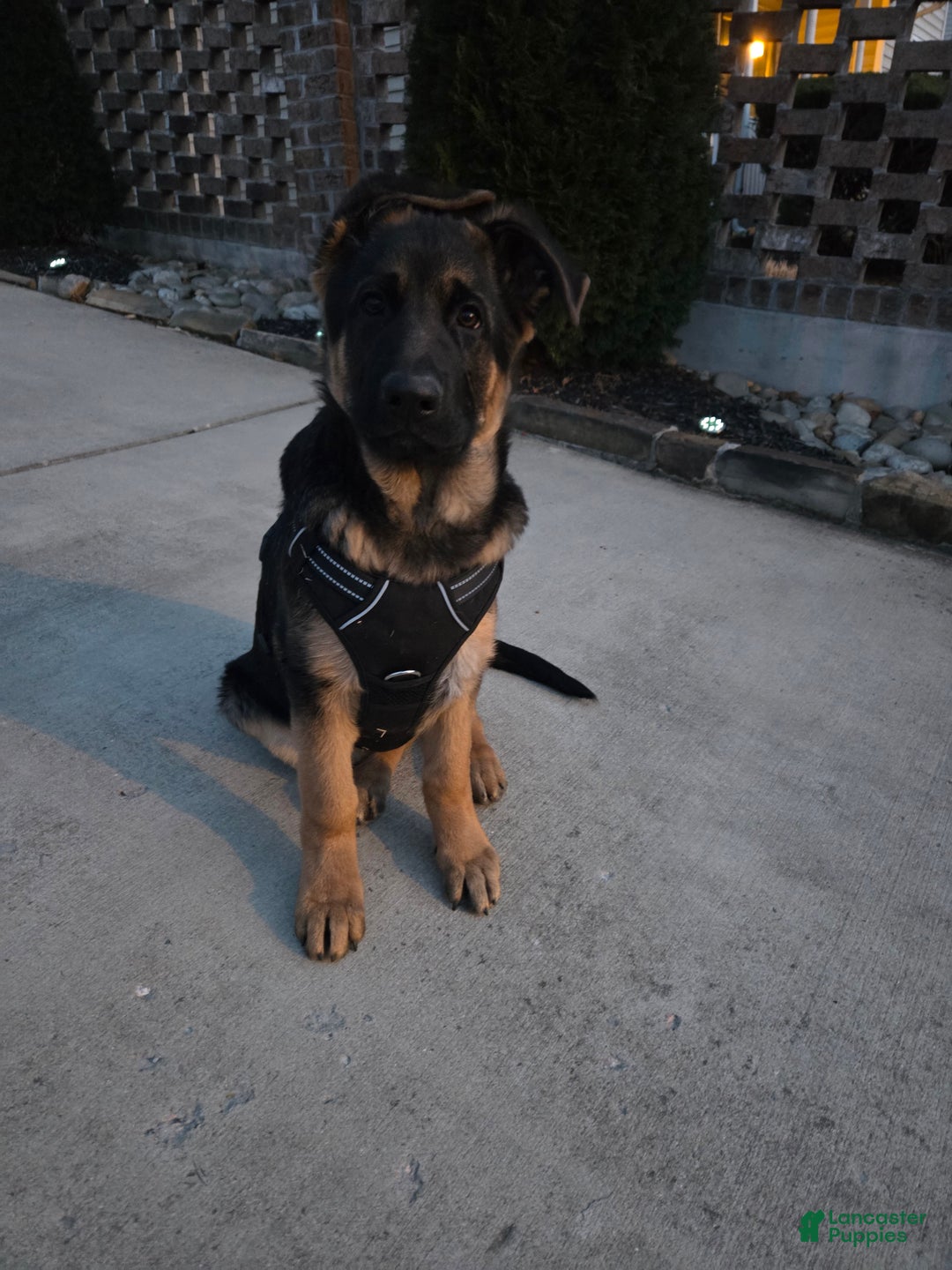 German Shepherd dogs for sale: German Shepherd Puppy 1 - Ad 3