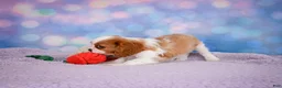 Cavalier King Charles Spaniel dogs for sale: Alex - Ad 3