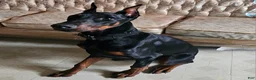 Doberman Pinscher dogs for sale: Doberman Pinscher Puppy 1 - Ad 4