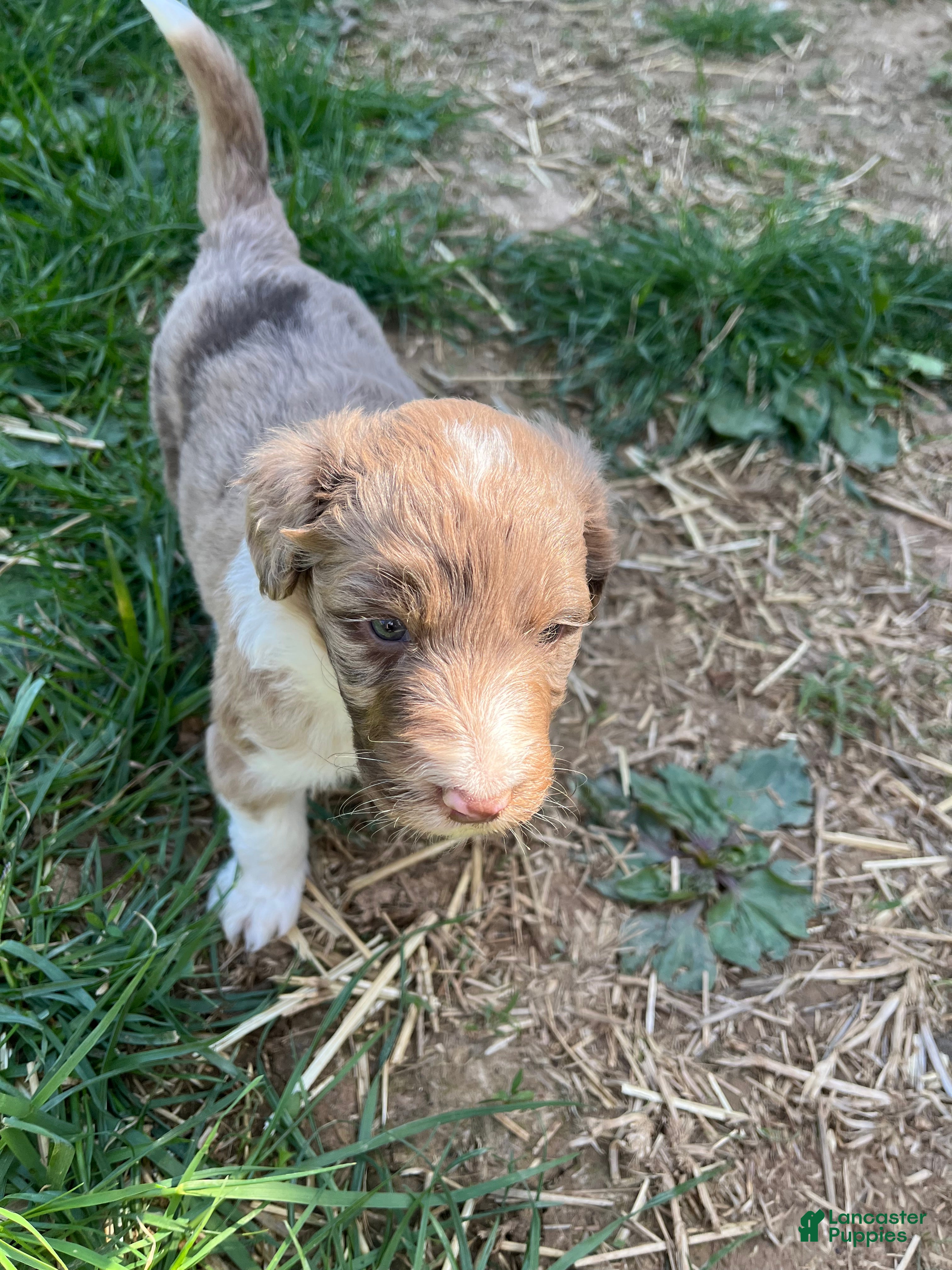 Aussiedoodle dogs Aussiedoodle Puppy 4 - Ad 2