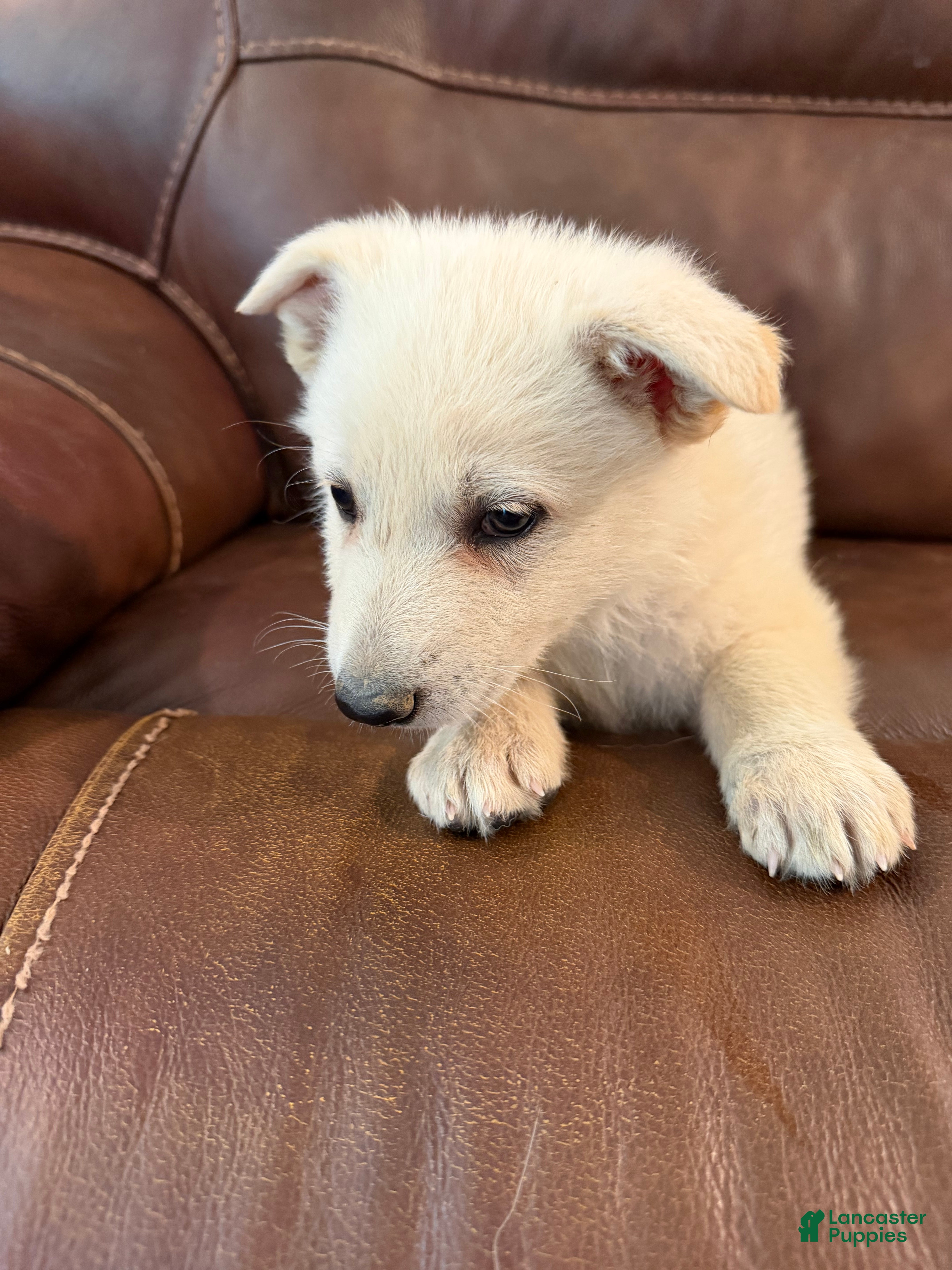 German Shepherd dogs for sale: German Shepherd Puppy 1 - Ad 1