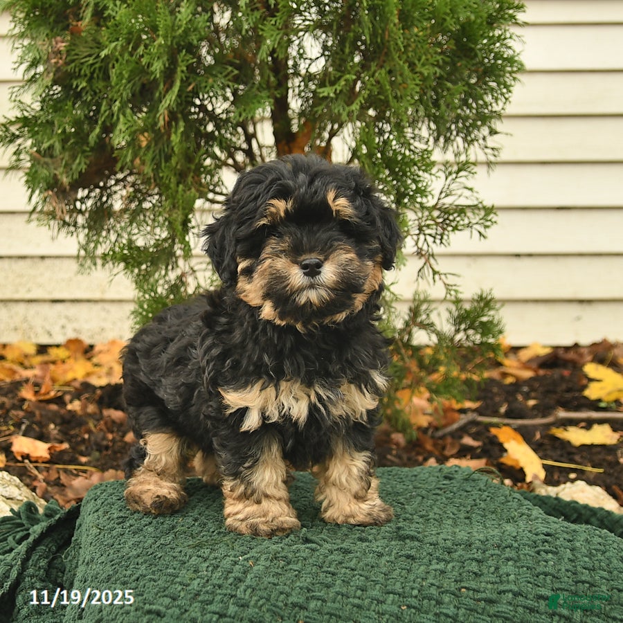 Mixed Breed dogs Ceder  - Ad 17