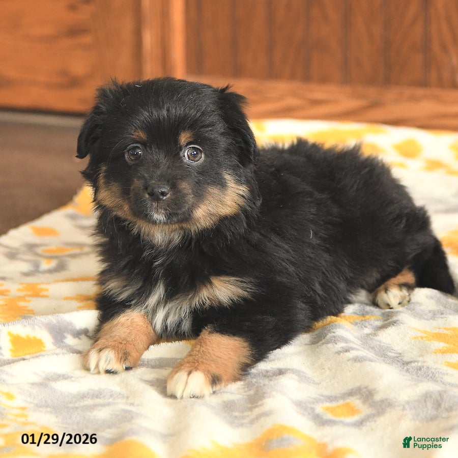 Toy Australian Shepherd dogs Lester - Ad 2