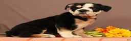 Beabull dogs for sale: Winston - Ad 4