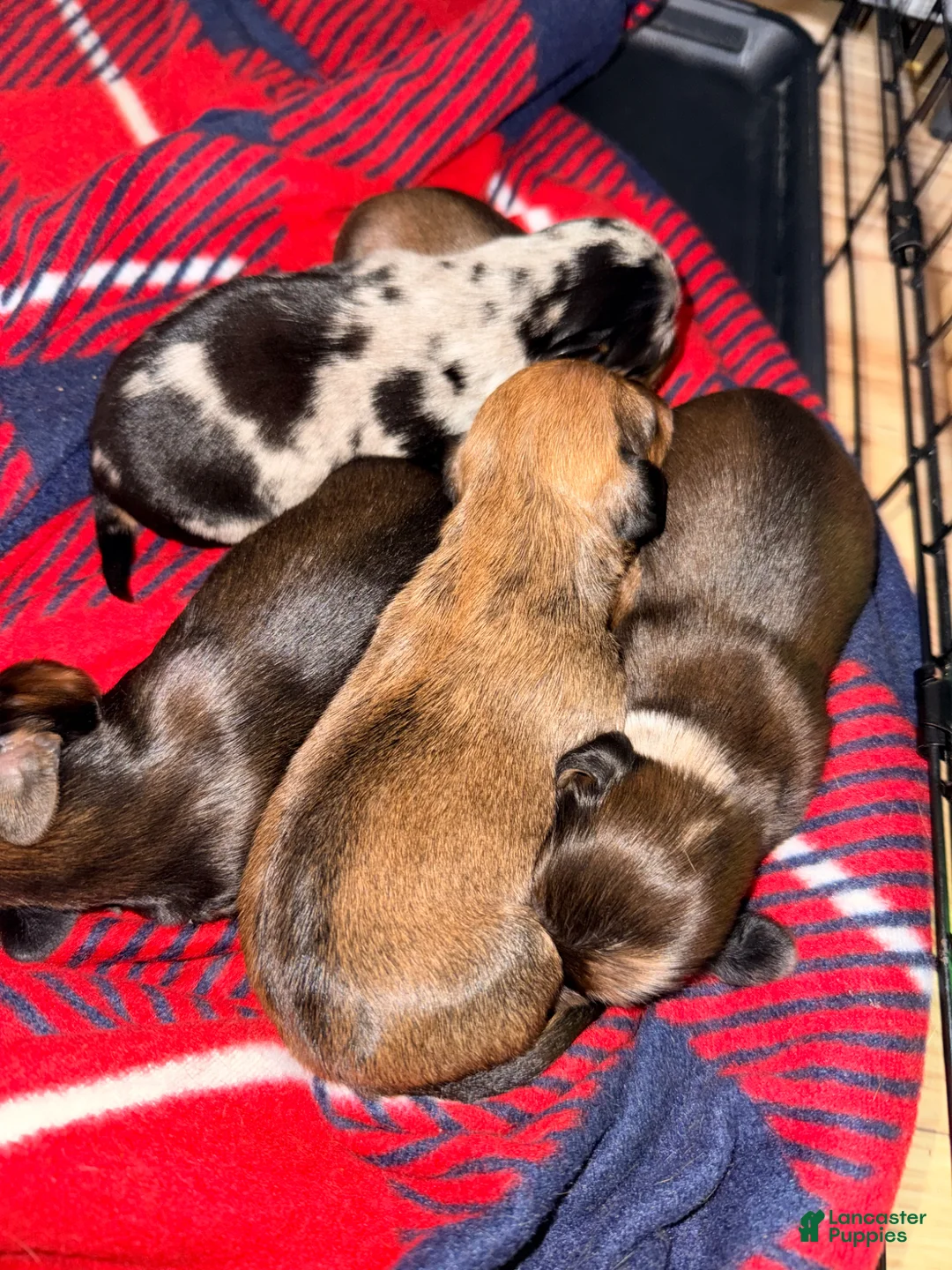 Dalmatian dogs for sale: Skipper - Ad 3