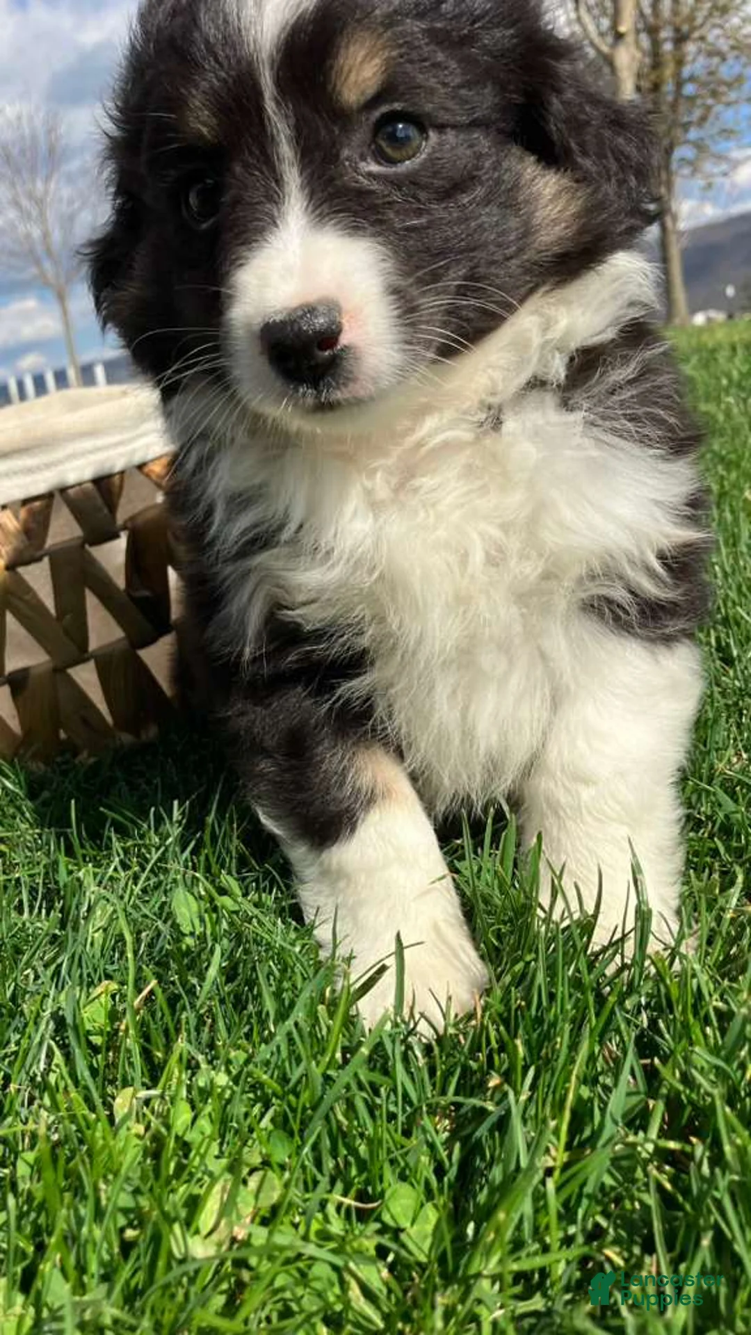 Miniature Australian Shepherd dogs for sale: Luna - Ad 4