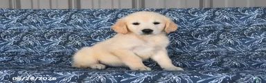 Macy