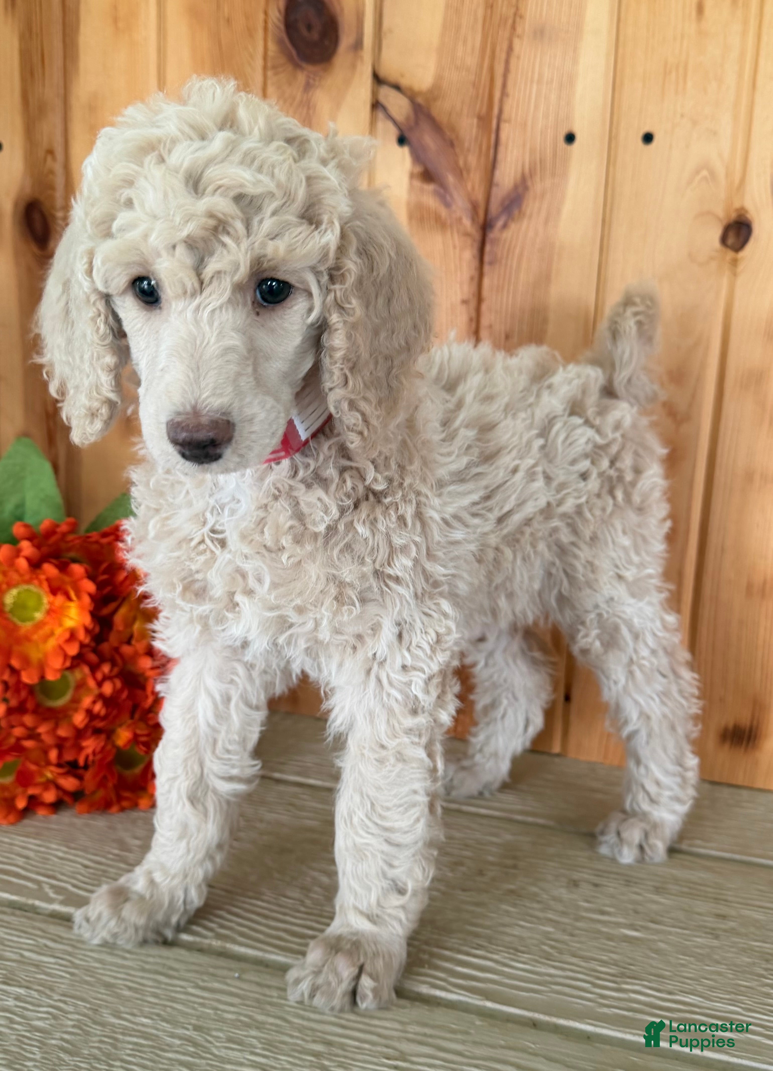 Standard Poodle dogs Candi - Ad 2