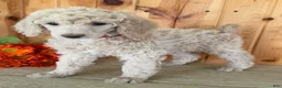 Standard Poodle dogs for sale: Candi - Ad 2