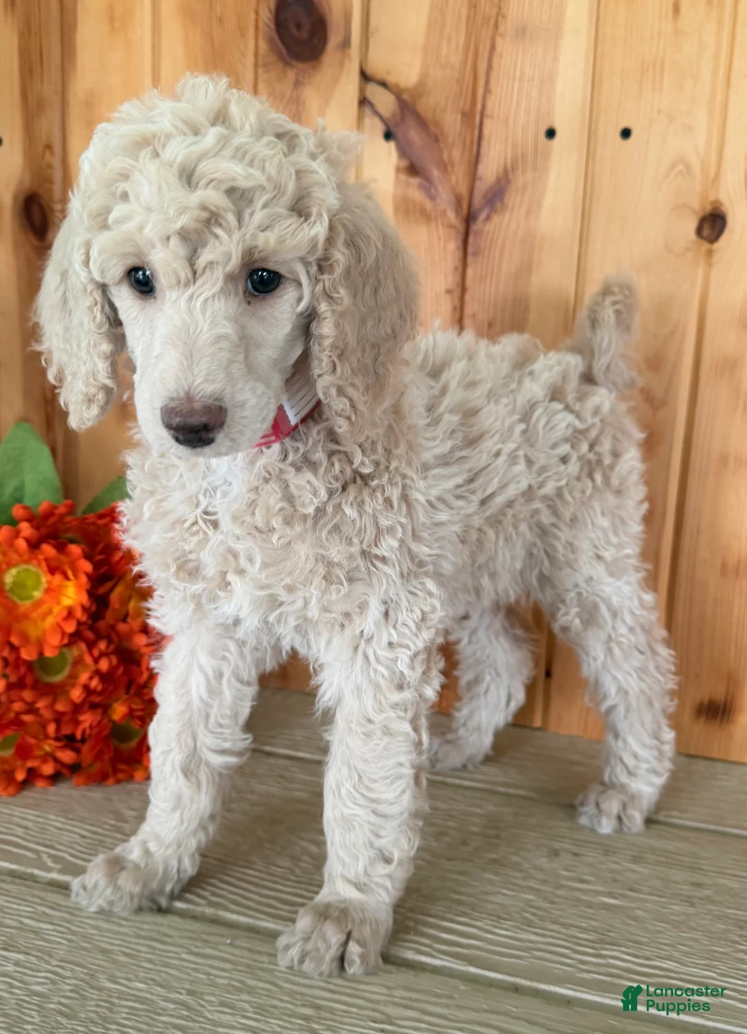 Standard Poodle dogs for sale: Candi - Ad 2