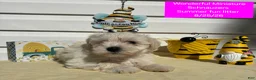 Miniature Schnauzer dogs for sale: Miniature Schnauzer 5 - Ad 9
