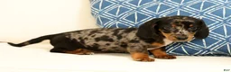 Miniature Dachshund dogs for sale: Lincoln - Ad 8