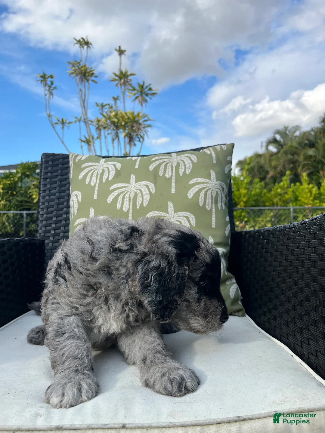 Goldendoodle dogs for sale: Phil  - Ad 2