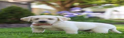 Labrador Retriever dogs for sale: Bela - Ad 6