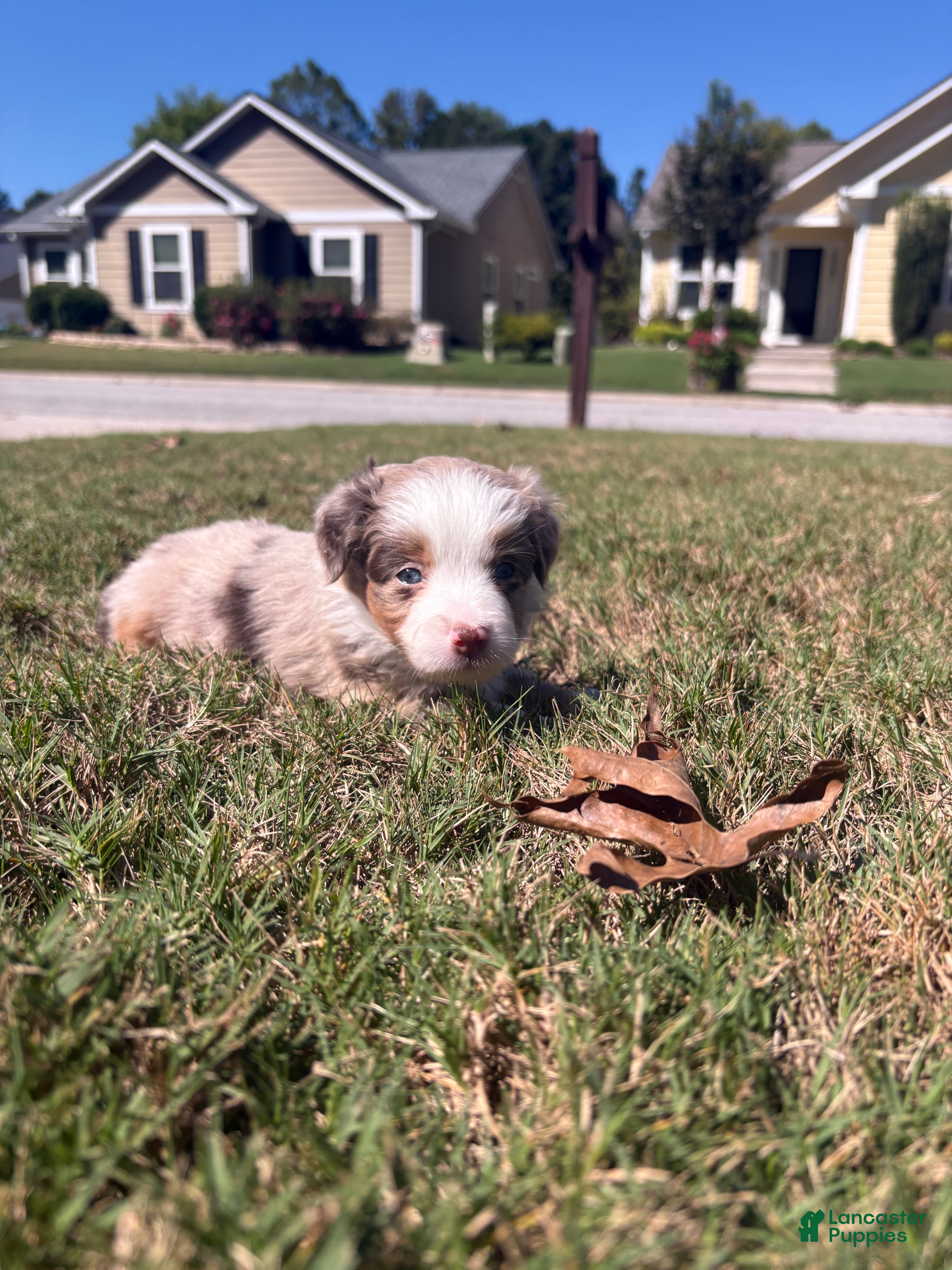 Miniature Australian Shepherd dogs Miniature Australian Shepherd 5 - Ad 1