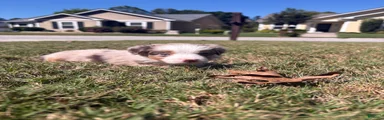 Miniature Australian Shepherd 5