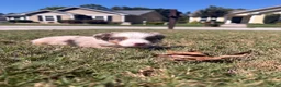Miniature Australian Shepherd dogs for sale: Miniature Australian Shepherd 5 - Ad 1