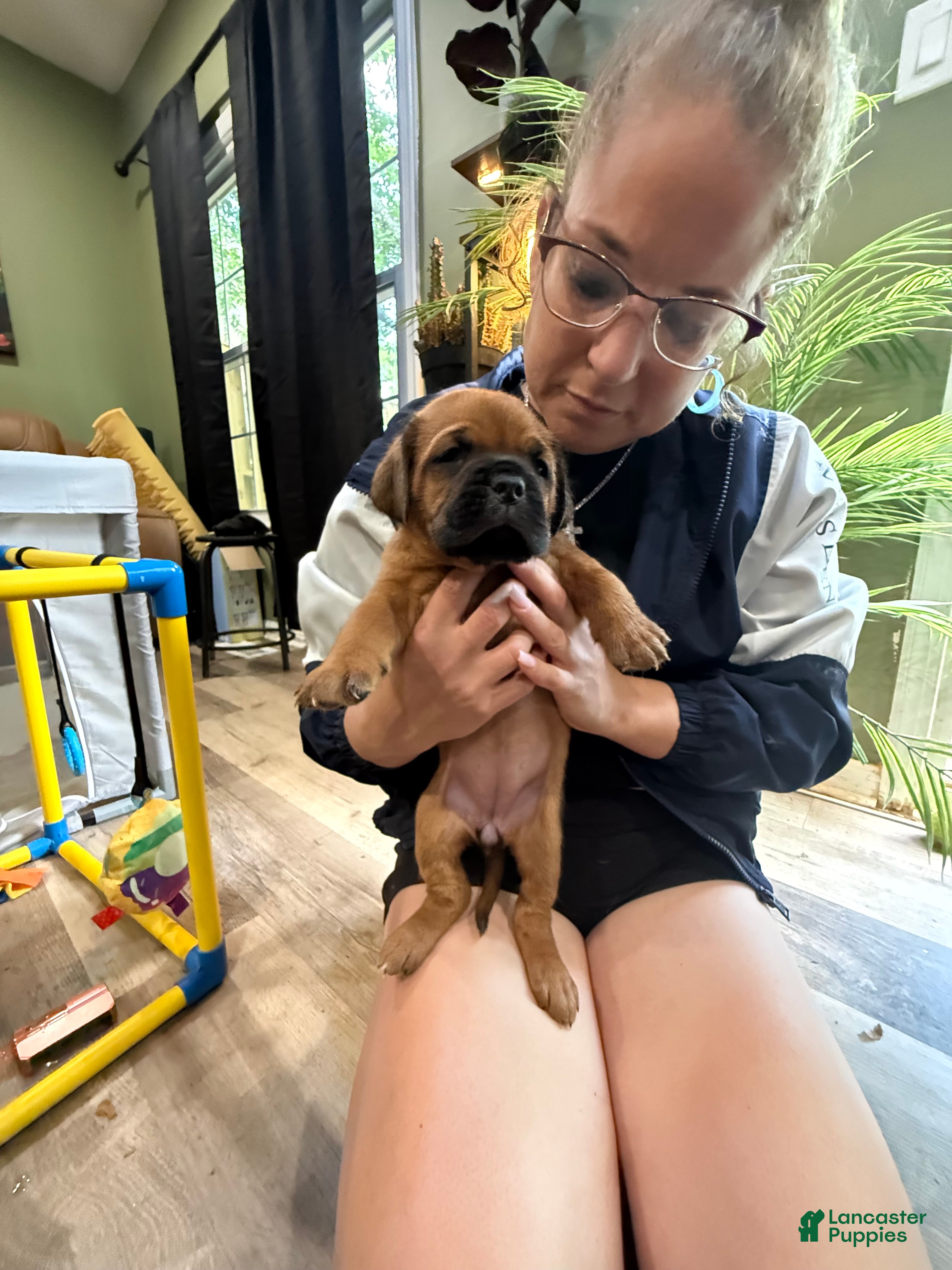 Dogue De Bordeaux dogs Dogue De Bordeaux Puppy 7 color yellow - Ad 1