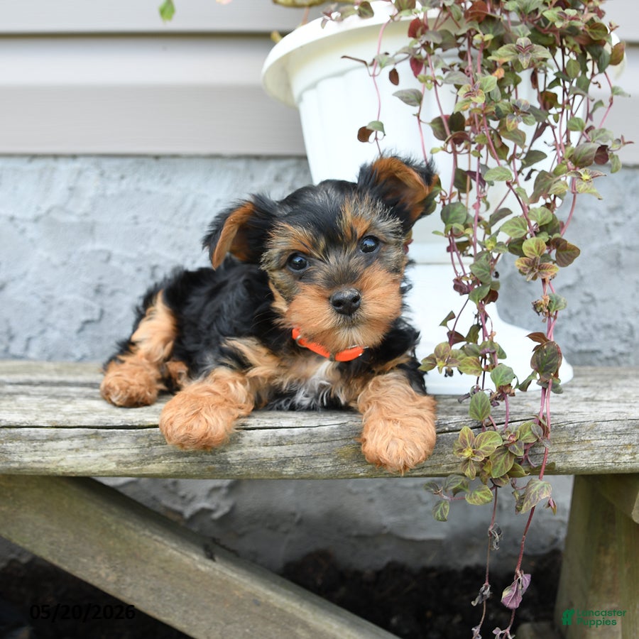 Yorkshire Terrier dogs Lily - Ad 2