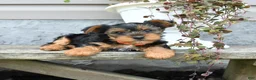Yorkshire Terrier dogs for sale: Lily - Ad 2