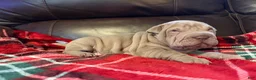 Shar Pei dogs for sale: Romeo - Ad 14