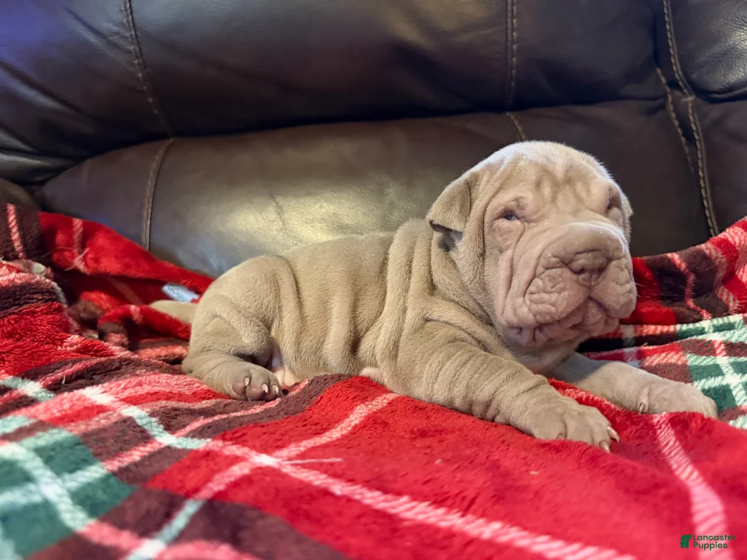 Shar Pei dogs for sale: Romeo - Ad 14