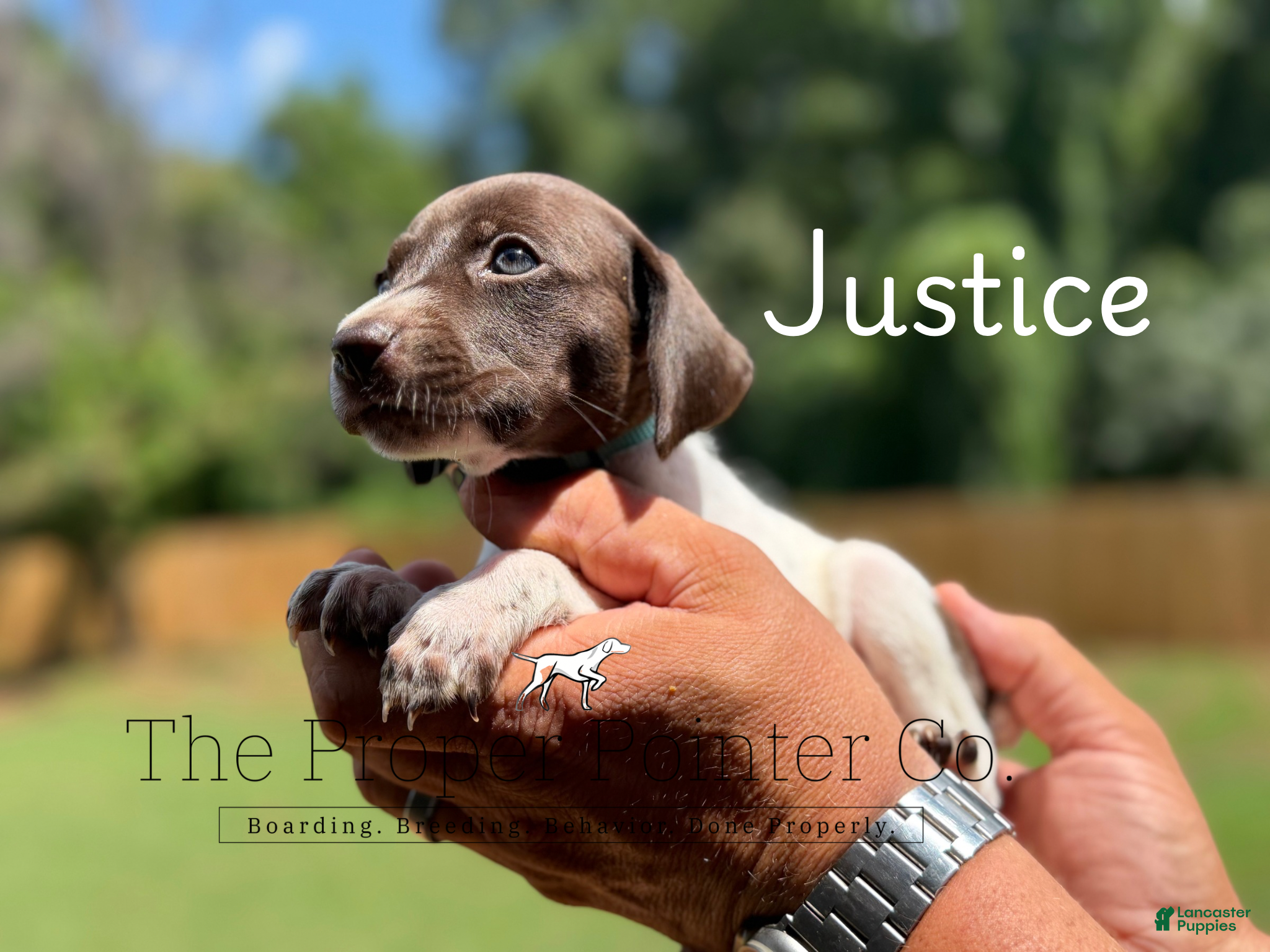 German Shorthaired Pointer dogs Justice  - Ad 1