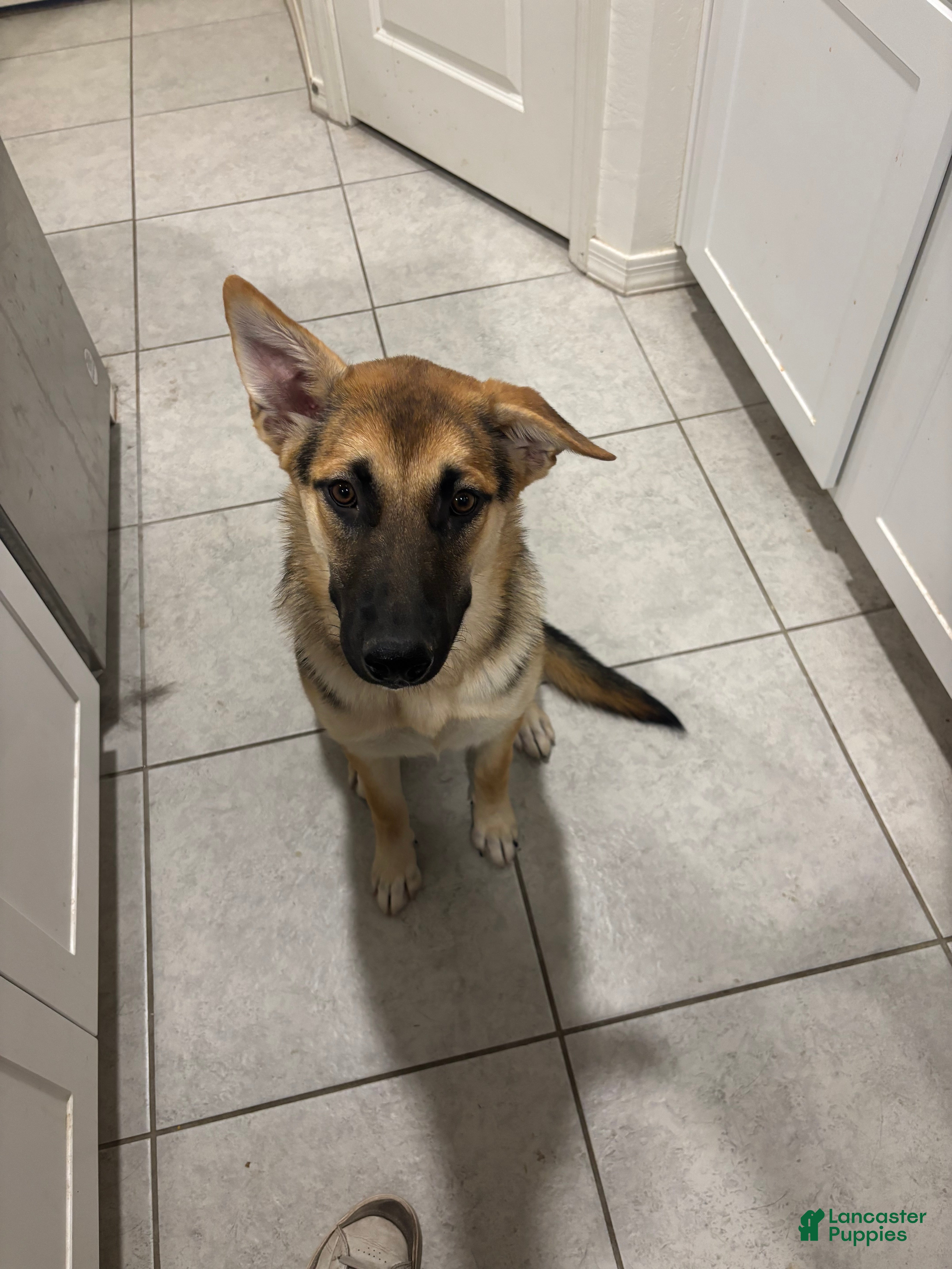 Gerberian Shepsky dogs for sale: Sassy (AKA Professor Sassy Pants, AKA Sassafrass) - Ad 1