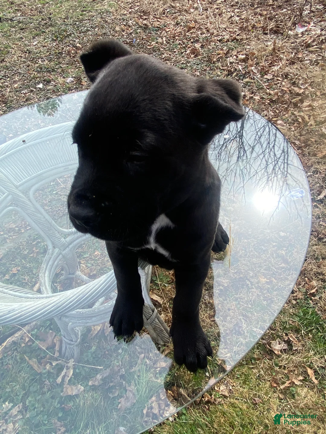 Cane Corso dogs for sale: Cane Corso Puppy 6 - Ad 1