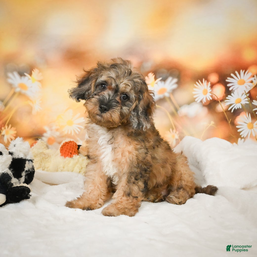 Cockapoo dogs Carly - Ad 8