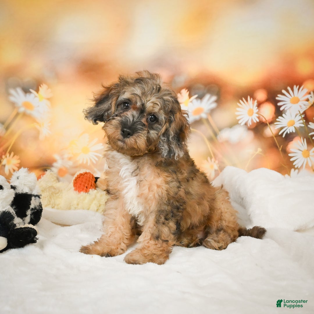 Cockapoo dogs for sale: Carly - Ad 1