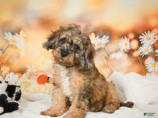 Cockapoo dogs Carly - Ad 26