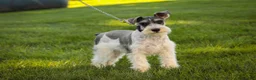 Miniature Schnauzer dogs for sale: Quinn Miniature Schnauzer (crate and leash Trained) - Ad 2