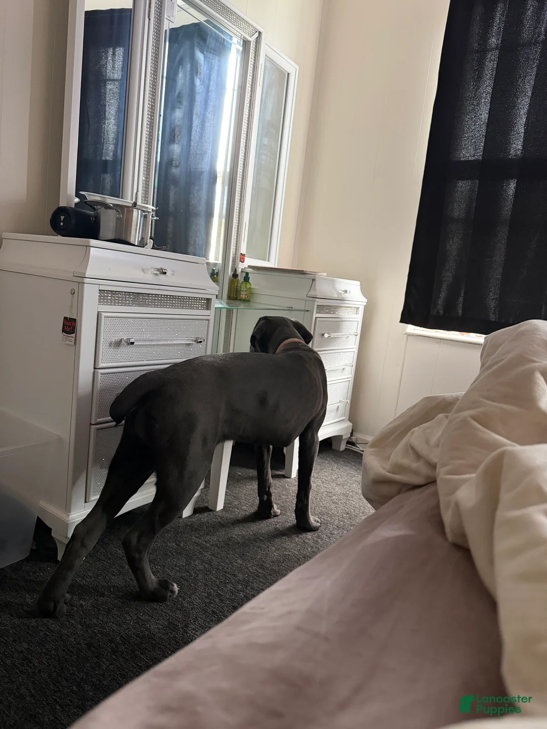 Cane Corso dogs for sale: Cane Corso 1 - Ad 2
