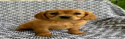 Miniature Golden Retriever dogs for sale: Maple - Ad 6