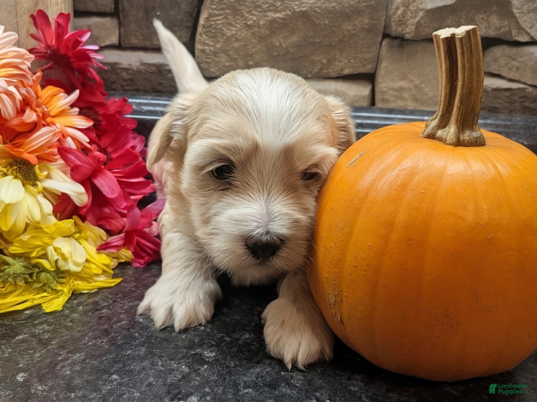 Mixed Breed dogs for sale: Rocket - Ad 20