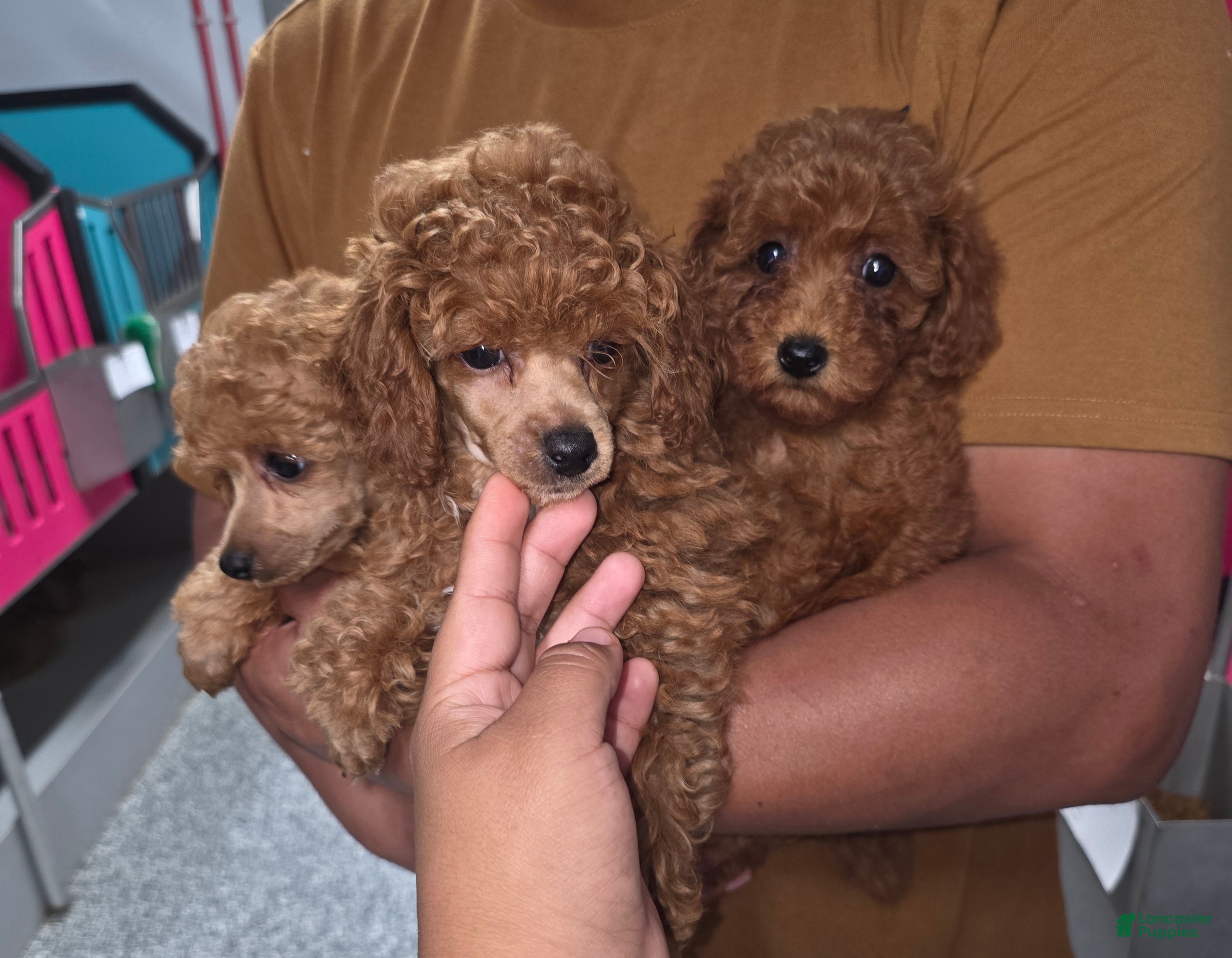 Toy Poodle dogs for sale: Toy Poodle Lucy - Ad 3