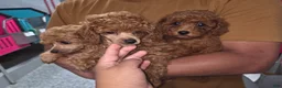 Toy Poodle dogs for sale: Toy Poodle Lucy - Ad 1