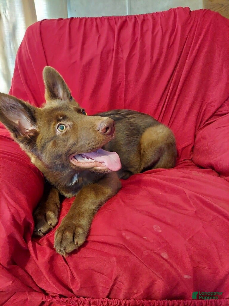 German Shepherd dogs for sale:  Liver Male  - Ad 3