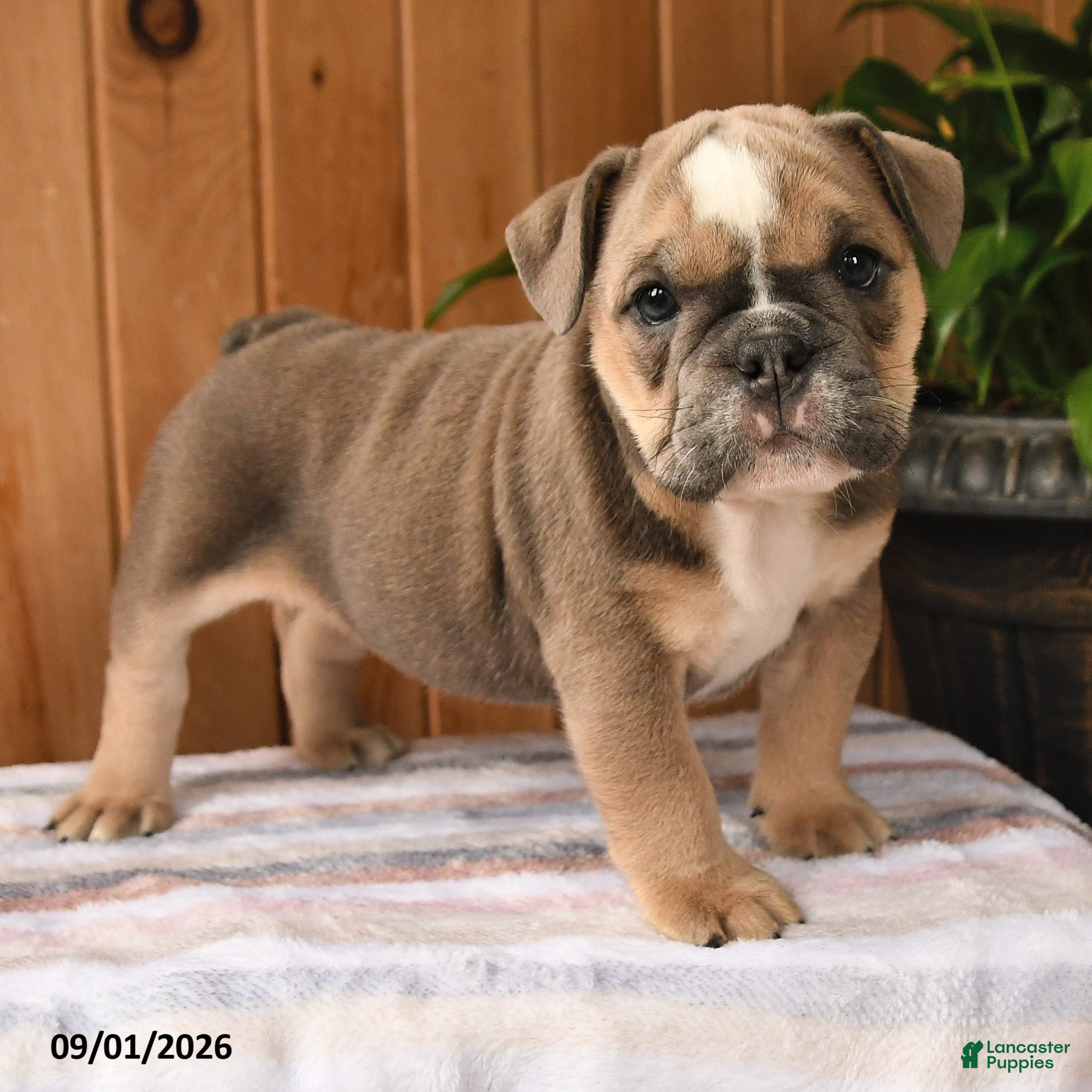 English Bulldog dogs Bluebell - Ad 2