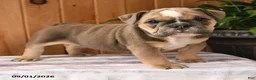 English Bulldog dogs for sale: Bluebell - Ad 2