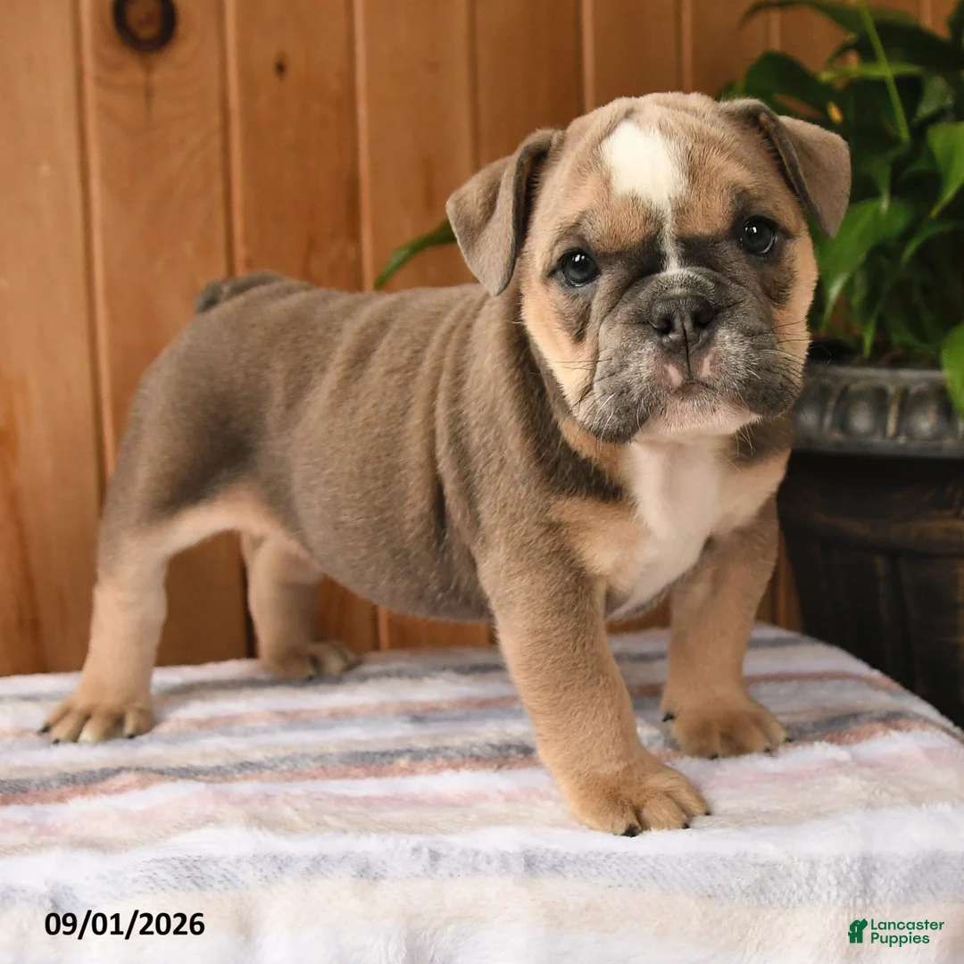 English Bulldog dogs for sale: Bluebell - Ad 2